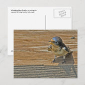 Carte Postale Mention d'hirondelle de grange (Devant / Derrière)