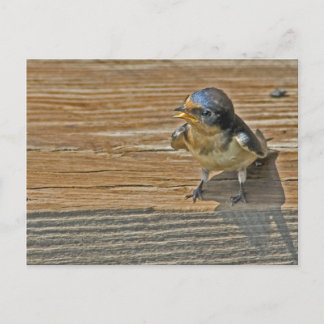 Carte Postale Mention d'hirondelle de grange