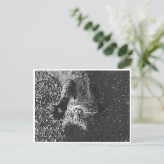 Carte Postale Meow (Debout devant)