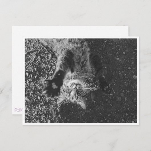 Carte Postale Meow (Devant / Derrière)