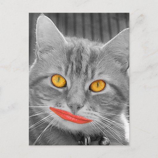 Carte Postale Meow (Devant)