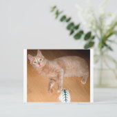 CARTE POSTALE MEOW (Debout devant)