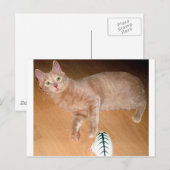 CARTE POSTALE MEOW (Devant / Derrière)