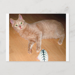 CARTE POSTALE MEOW