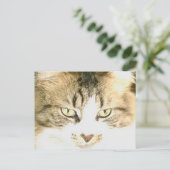 Carte postale Meow Cats 14 (Debout devant)