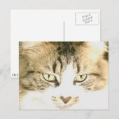 Carte postale Meow Cats 14 (Devant / Derrière)