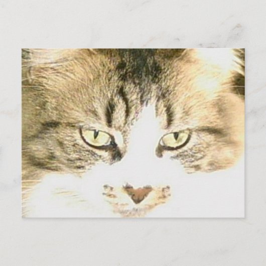 Carte postale Meow Cats 14 (Devant)