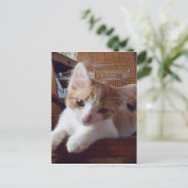 Carte postale Meow Cats 22 (Debout devant)