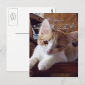 Carte postale Meow Cats 22 (Devant / Derrière)