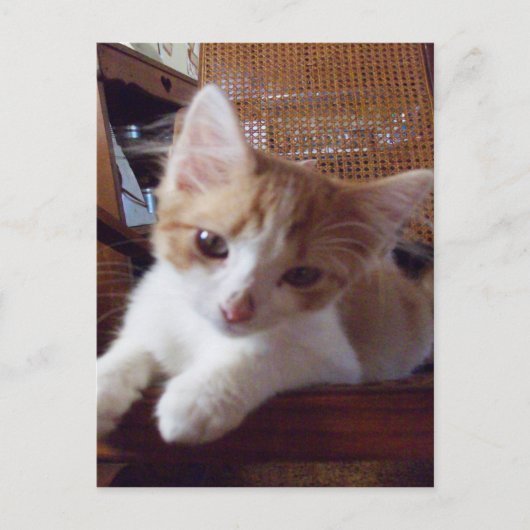 Carte postale Meow Cats 22 (Devant)