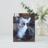 Carte postale Meow Cats 30 (Debout devant)