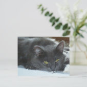 Carte postale Meow Cats 8 (Debout devant)