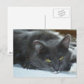 Carte postale Meow Cats 8 (Devant / Derrière)