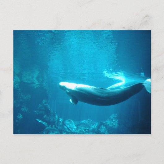 Carte Postale Mer calme (Devant)