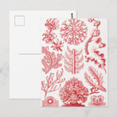 Carte Postale Mer d'Alga Rouge, Florideae Rotalgen par Ernst Hae (Devant / Derrière)