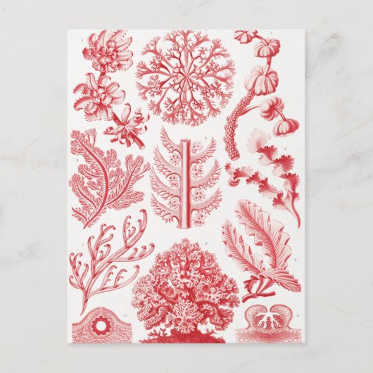 Carte Postale Mer d'Alga Rouge, Florideae Rotalgen par Ernst Hae (Devant)