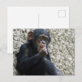 Carte Postale Mer de Chimpané 013 (Devant / Derrière)