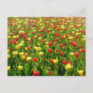 Carte Postale Mer de Tulipes II