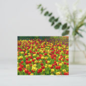 Carte Postale Mer des Tulipes (Debout devant)