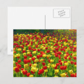 Carte Postale Mer des Tulipes (Devant / Derrière)