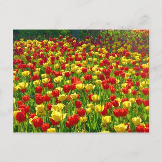 Carte Postale Mer des Tulipes (Devant)