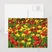 Carte Postale Mer des Tulipes III (Devant / Derrière)