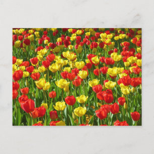 Carte Postale Mer des Tulipes III
