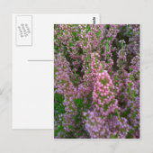 Carte Postale Mer en fleurs (Devant / Derrière)