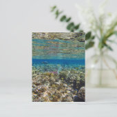 Carte Postale mer rouge extraordinaire (Debout devant)