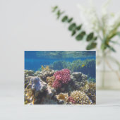 Carte Postale mer rouge extraordinaire (Debout devant)