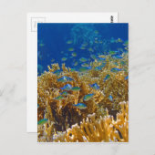 Carte Postale mer rouge extraordinaire (Devant / Derrière)