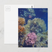 Carte Postale mer rouge extraordinaire (Devant / Derrière)