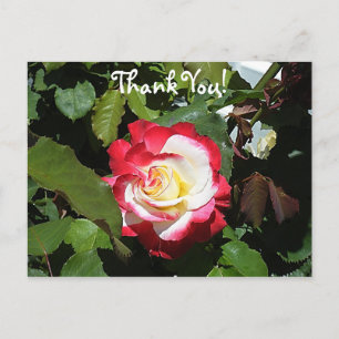 Carte Postale Merci à quelqu'un avec un Rose à tête rouge de Bal
