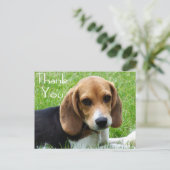 Carte postale Merci Beagle Chien Chien Chien Chien (Debout devant)