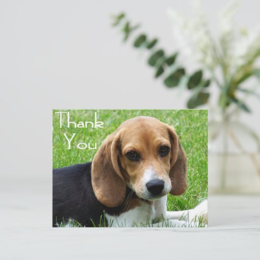 Carte postale Merci Beagle Chien Chien Chien Chien (Debout devant)
