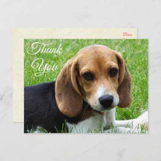 Carte postale Merci Beagle Chien Chien Chien Chien (Devant / Derrière)