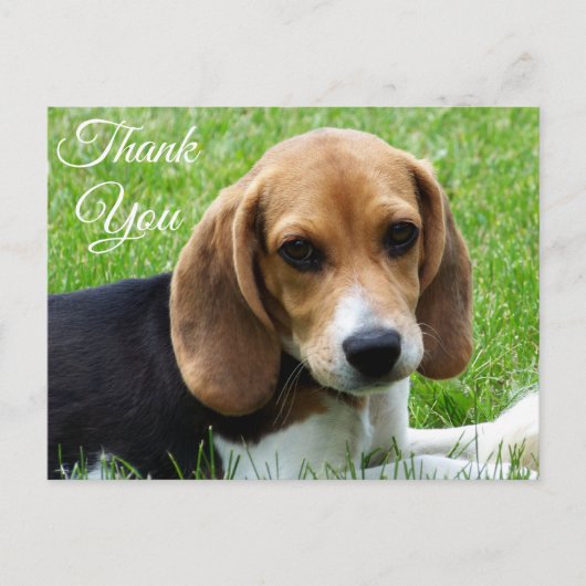 Carte postale Merci Beagle Chien Chien Chien Chien (Devant)