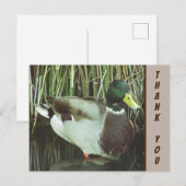 Carte Postale Merci Canard Colvert Photo Appréciation de la Natu (Devant / Derrière)