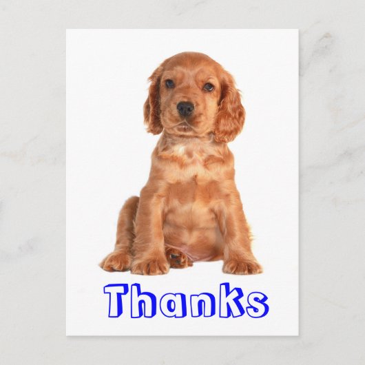 Carte postale Merci Cocker Spaniel Chien Chien Chi (Devant)