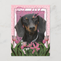 Merci - Dachshund - Winston