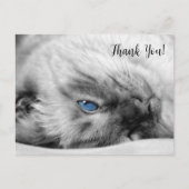 Carte Postale Merci de chat bleu siamois (Devant)