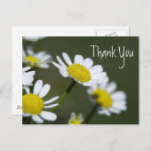 Carte Postale Merci de marguerites blanches (Devant / Derrière)