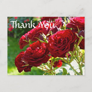 Carte Postale Merci des Roses rouges