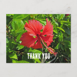 Carte Postale Merci Fleur tropicale Fleur rose vif