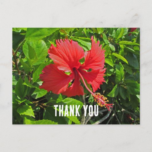 Carte Postale Merci Fleur Tropicale Rose Clair Floral (Devant)