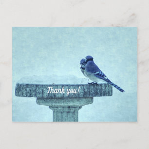Carte Postale Merci Geai Bleu Hiver Alimentaire Pictural