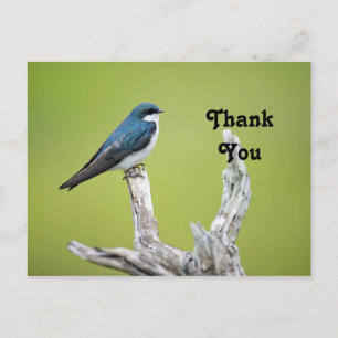 Carte Postale Merci Hirondelle bicolore