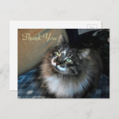 Carte postale Merci irrésistible Cat Zorro (Devant / Derrière)