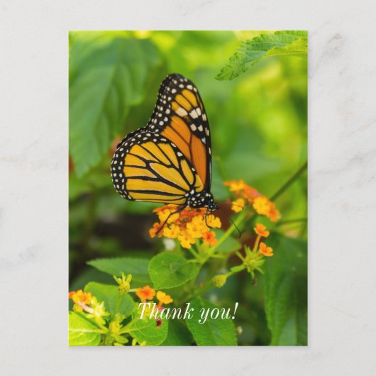 Carte postale Merci Monarch sur Lantana (Devant)