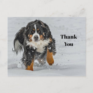 Carte Postale Merci photo Bernese Mountain Dog Snow